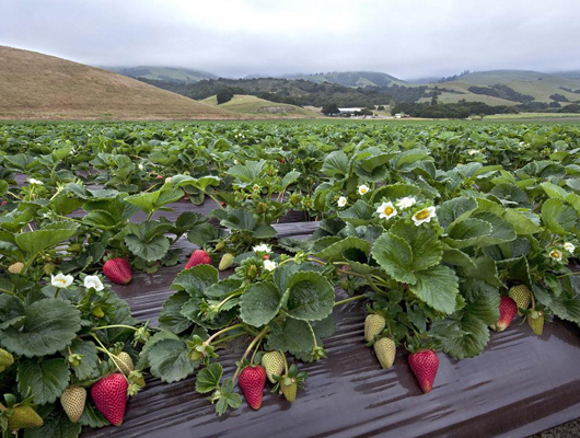 strawberry fruit.JPG